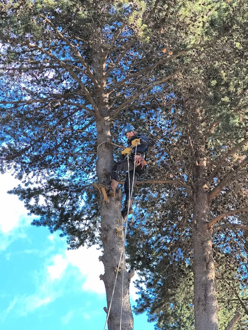 Arborista de Verticalis asegurado con cuerdas mientras trabaja en altura