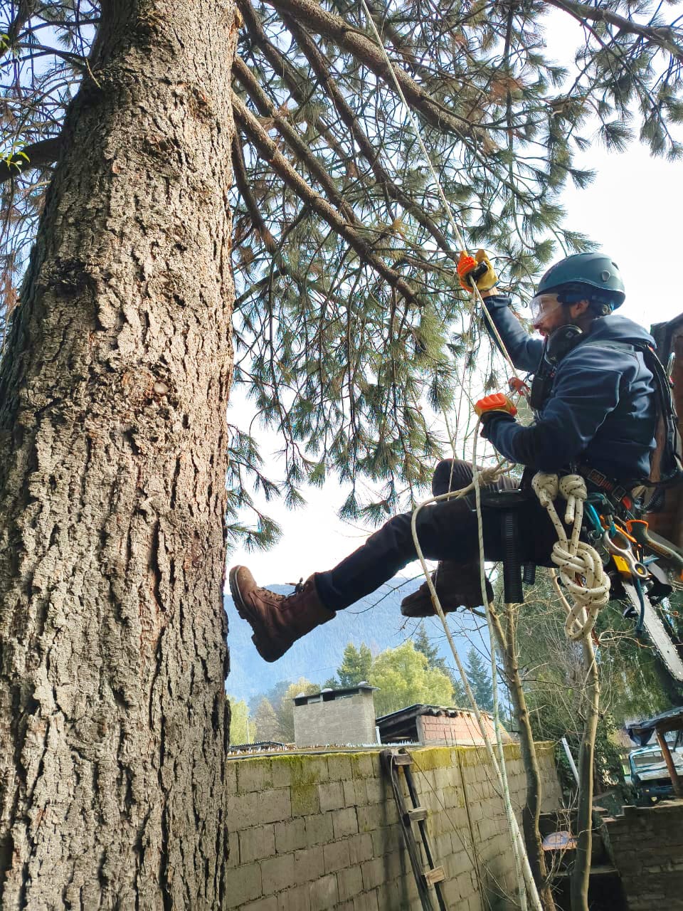 Especialista de Verticalis trabajando con cuerdas en un árbol